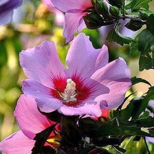 Схема вышивки «CVETQ»