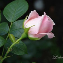 Схема вышивки «розочка»