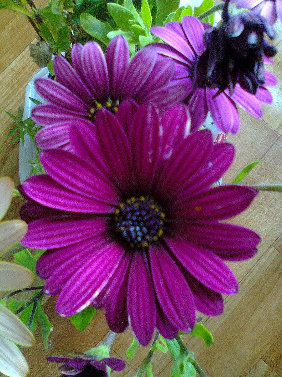 Мамин сад цветов - цветы - оригинал