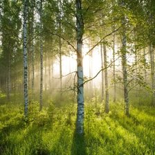 Схема вышивки «лес»