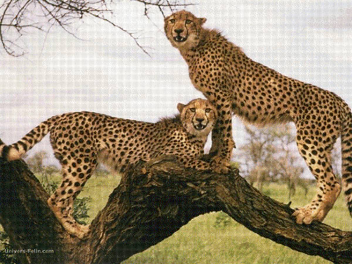 Гепард и леопард. Тигр леопард гепард. Лев гепард леопард. Ягуар самка и самец. Гепард и Лев.