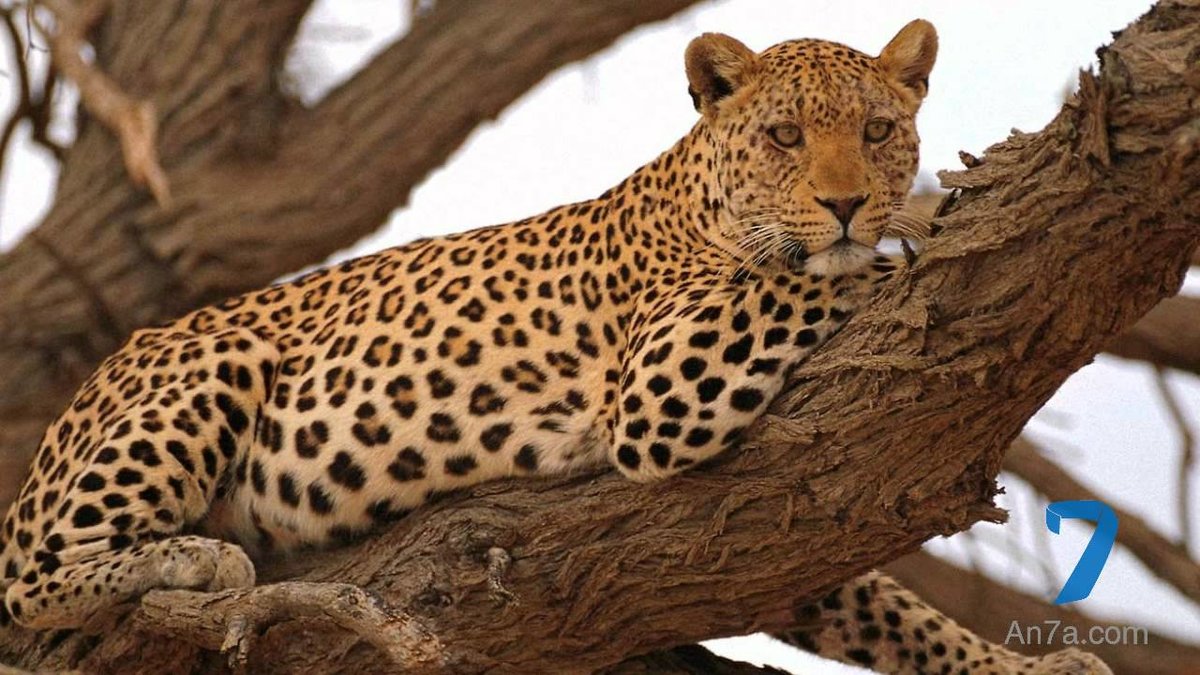 на дереве - тыгр - оригинал