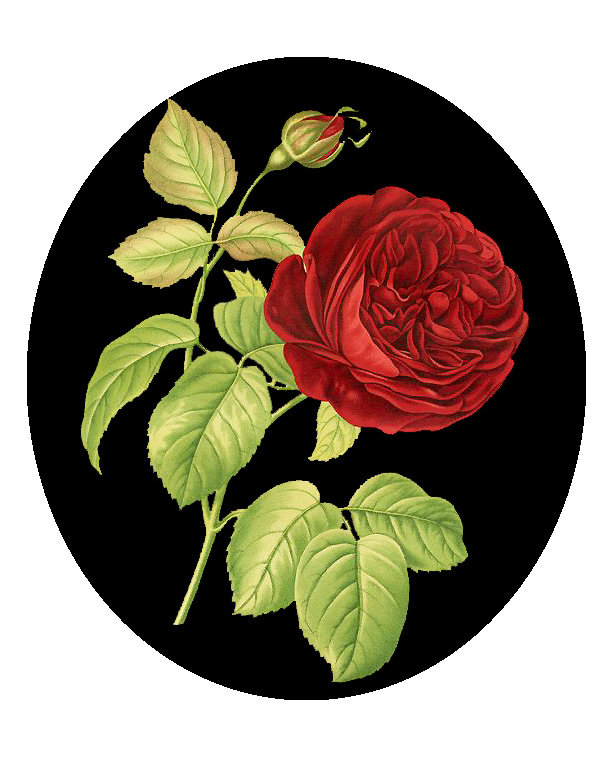 Серия "Розы". - флора, цветы, розы - оригинал