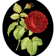 Схема вышивки «Серия "Розы".»