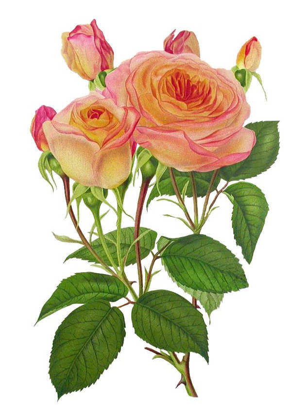 Серия "Розы". - флора, розы, цветы - оригинал