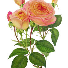 Оригинал схемы вышивки «Серия "Розы".» (№1734079)