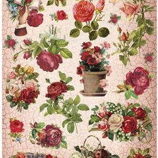 мой любимые цветы