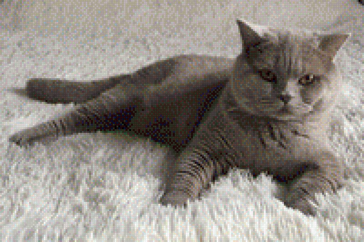 Кекс - кекс, лиловый кот, мальчик, кот - предпросмотр