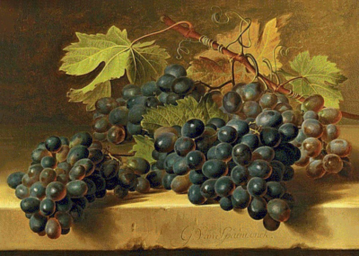 Натюрморт. - натюрморт, виноград, живопись. - предпросмотр