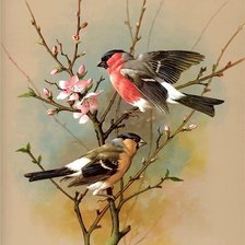 Схема вышивки «gile»