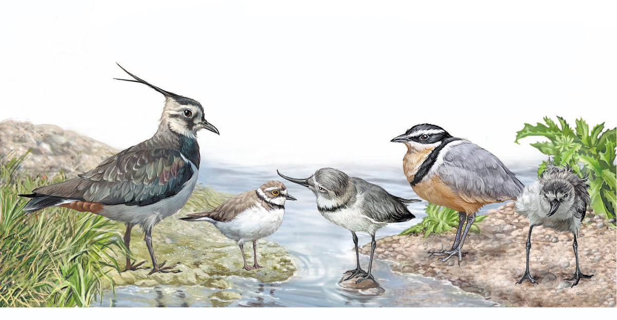 птички - оригинал