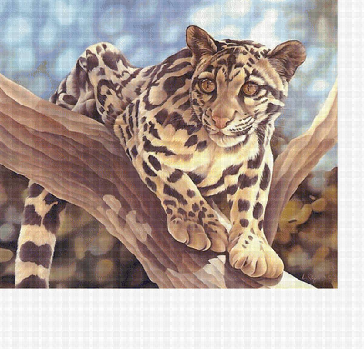 Леопард - звери, животные - предпросмотр