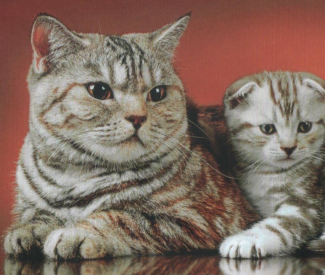 Коты - оригинал