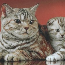 Схема вышивки «Коты»