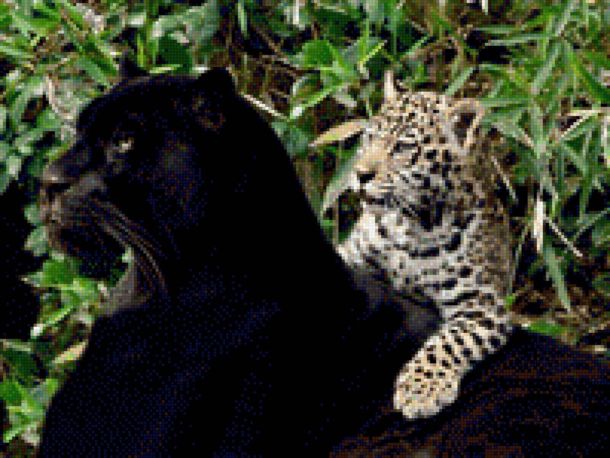 пантера и леопард - животные - предпросмотр