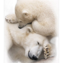 Оригинал схемы вышивки «Медведь» (№1736287)