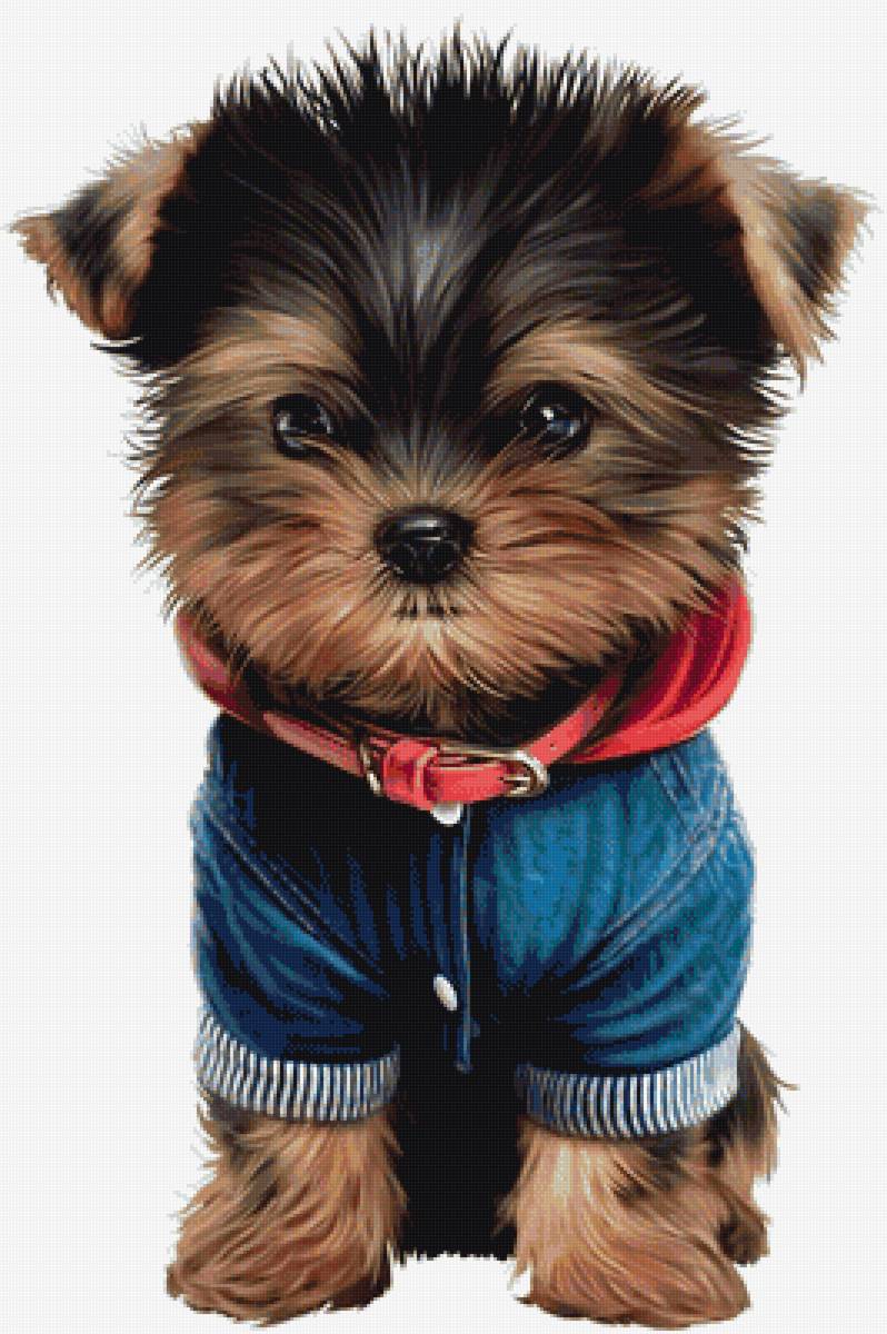 Собаки - животные - предпросмотр