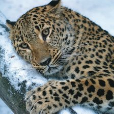 Схема вышивки «леопард»