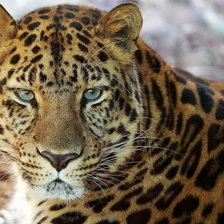 Схема вышивки «леопард»