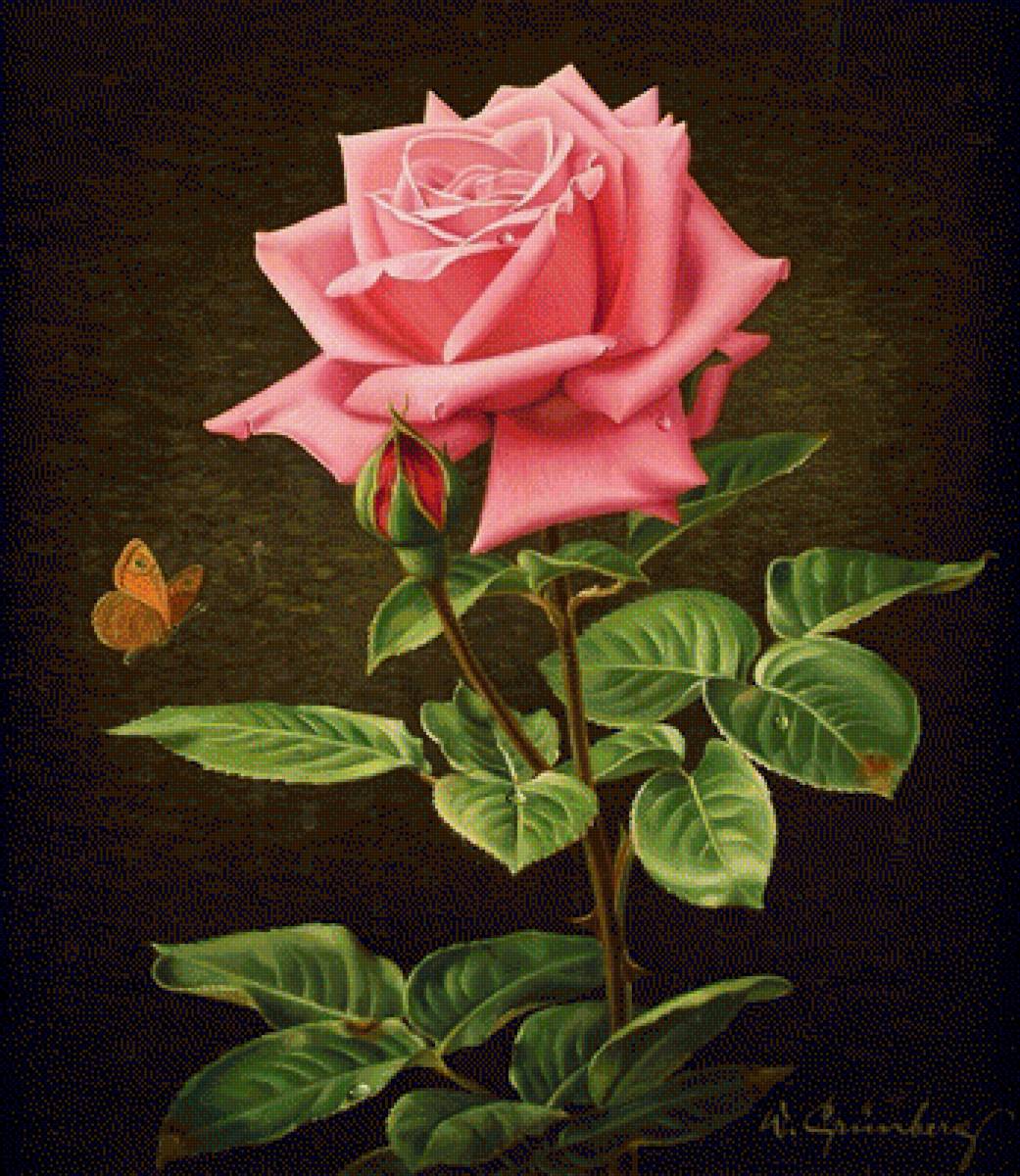 розы - предпросмотр