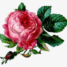 Оригинал схемы вышивки «розы» (№1737894)