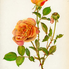 Схема вышивки «розы»