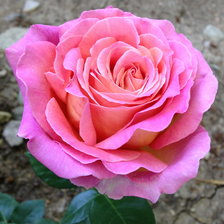 Схема вышивки «розы»