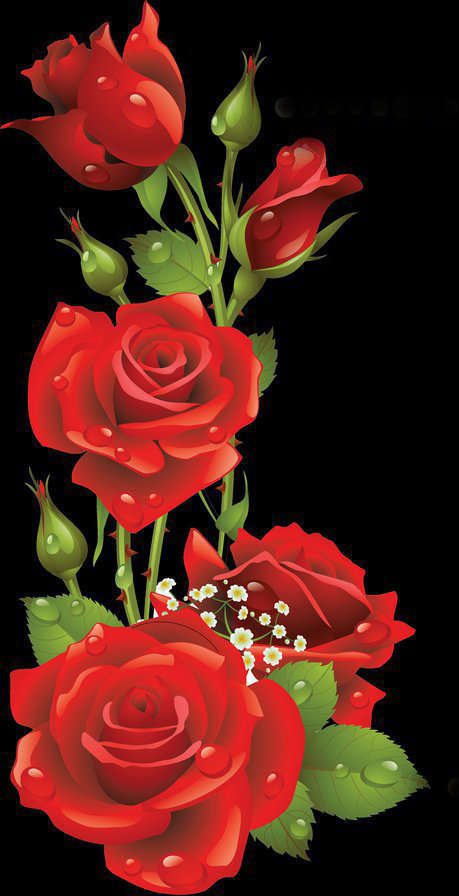 розы - оригинал