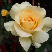 Схема вышивки «розы»