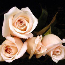 Схема вышивки «розы»