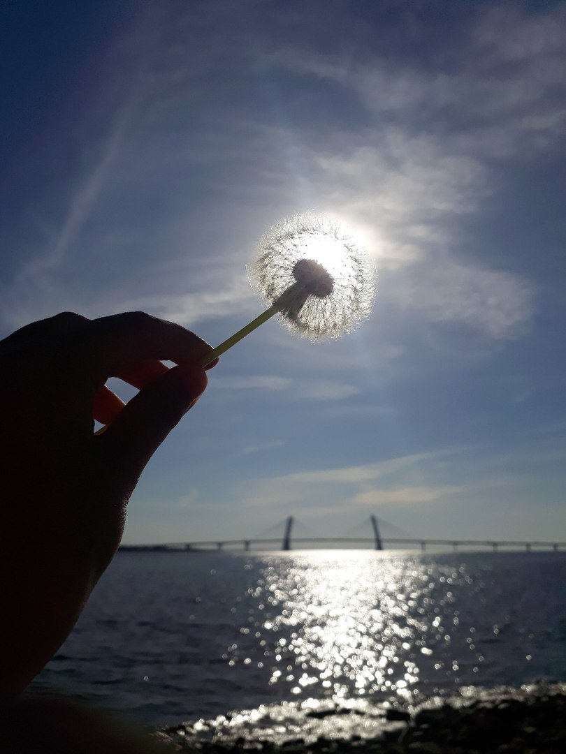 Вечер на Финском заливе - вечер, мост, одуванчик, небо, рука - оригинал