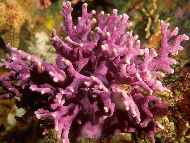 кораллы - океан, риф, вода, коралл, море - оригинал