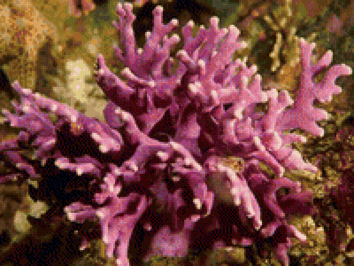 кораллы - вода, риф, море, океан, коралл - предпросмотр