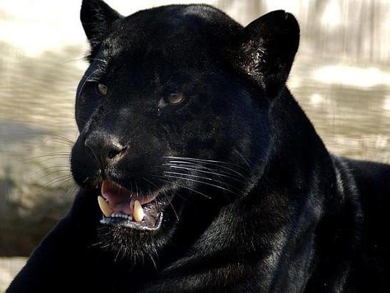 Привет Пантеры - оригинал