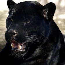 Схема вышивки «Привет Пантеры»