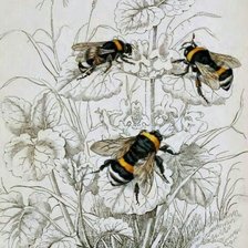 Схема вышивки «№1738309»