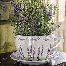 Лаванда в чашке