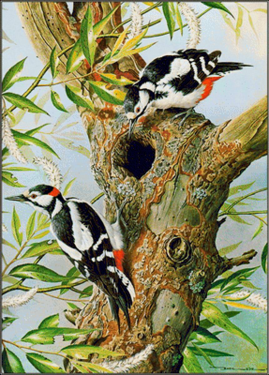 Семья дятлов - птицы, дятел - предпросмотр