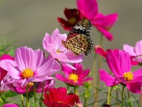 бабочка на цветах - лето, бабочка, цветы - оригинал