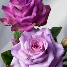 Схема вышивки «розы»