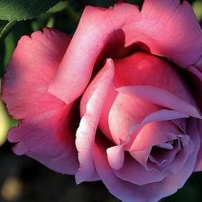 Схема вышивки «розы»