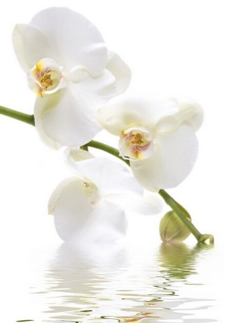 Белые орхидеи - белая, орхидея, цветы - оригинал