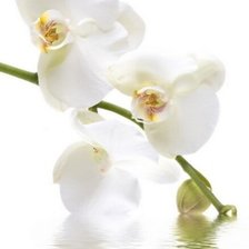 Оригинал схемы вышивки «Белые орхидеи» (№1739537)