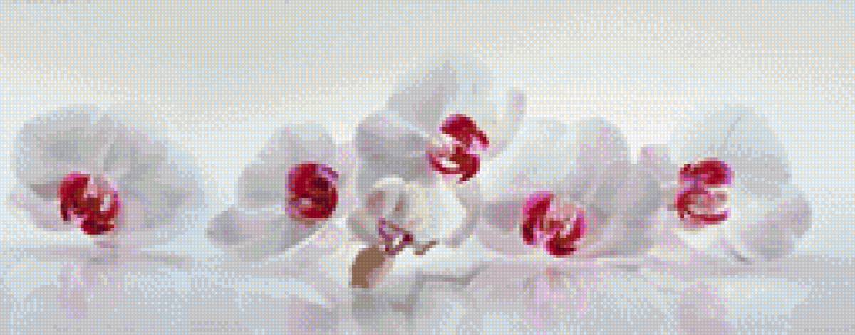 Белые орхидеи - белая, цветы, орхидея - предпросмотр