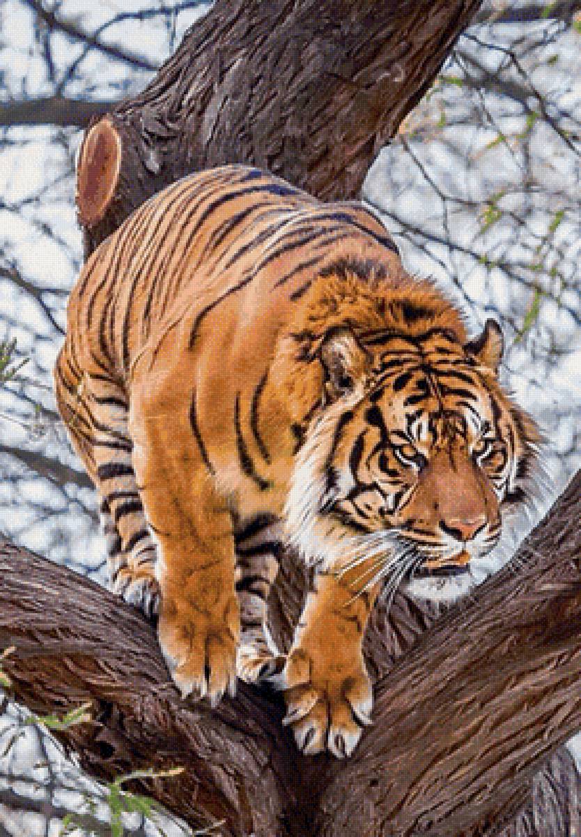 Тигр - звери, животные - предпросмотр