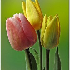 Схема вышивки «тюльпаны»