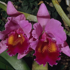 Схема вышивки «ирисы»