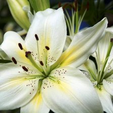 Схема вышивки «лилии»