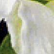 Предпросмотр схемы вышивки «лилии» (№1740479)
