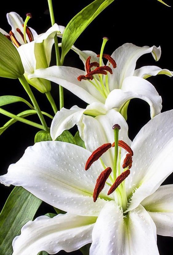 лилии - оригинал